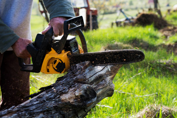 Best Tree Preservation Services  in North Plymouth, MA